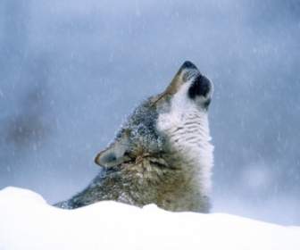 Winter Heulen Tapete Wölfe Tiere