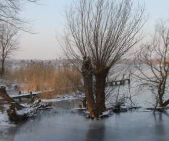 Winter-Eis-Bäume