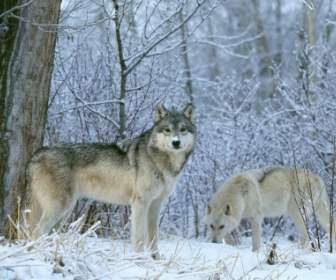Lobos De Terra Do Inverno Papel De Parede Animais De Lobos