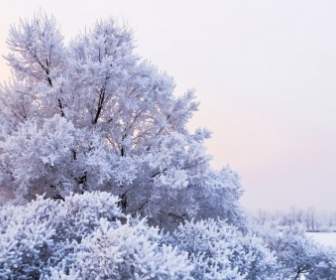 Paesaggio Invernale