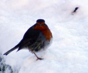 Winter-robin