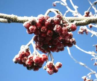 Winter Rowan Berries Red