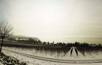 Winter Snow Lake Constance