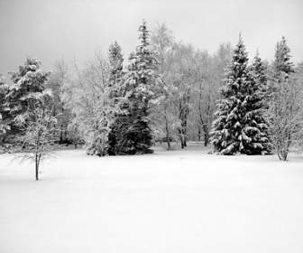 Mùa đông Tuyết Hình ảnh