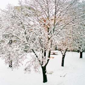 冬天樹