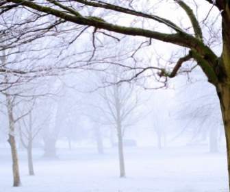 Zimą Drzewa I Mgła