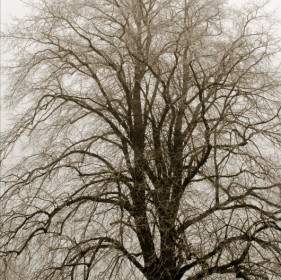 冬天的樹和霧