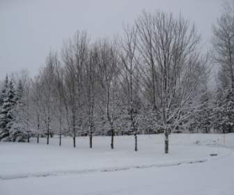 冬天的雪樹