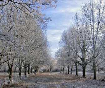 Зимние деревья лед
