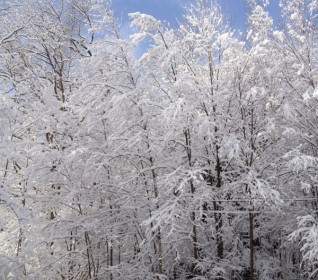 árvores De Inverno Neve