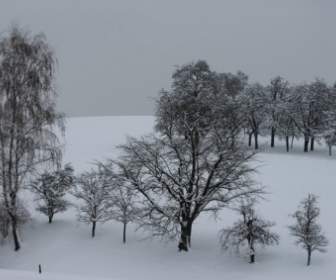 雪的冬天的樹木