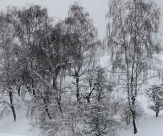Los árboles De Invierno La Nieve