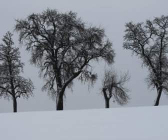 أشجار الشتاء الثلوج