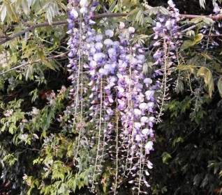 紫藤春季花朵樹林