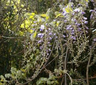wisteria spring flowers woods