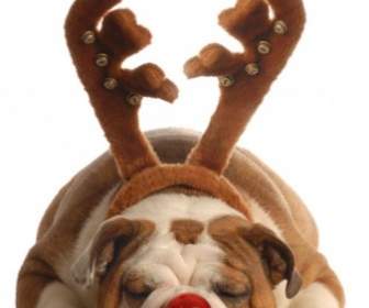 With Reindeer Antlers Red Nose Puppy