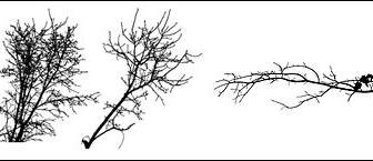Withered Branches Of The Material