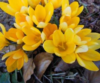 Withered Foliage Yellow Crocus Harbingers Of Spring