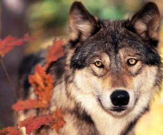 オオカミ動物のオオカミと秋の色を壁紙します。