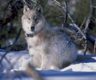 Canis Lupus イエローストーン国立公園をオオカミします。