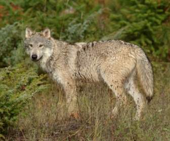 Wolf Im Clearing Montana Tapete Wölfe Tiere
