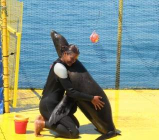 Woman And Sea Lion