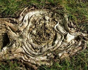 Wood Formation