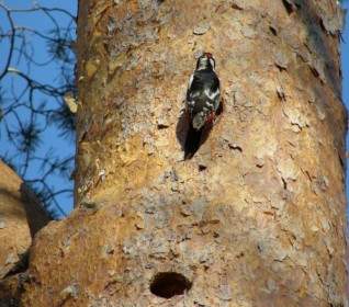 Woodpecker Bird Tree