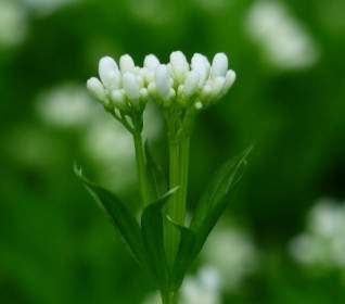 Woodruff Flower White