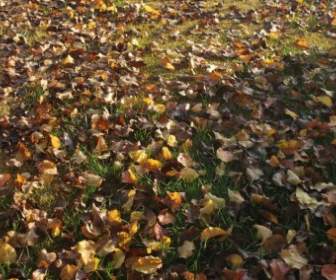 Yard Full Of Leaves