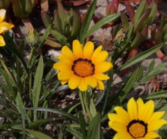 Yellow African Daisy Blooms