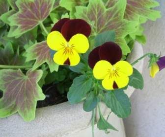 Yellow And Black Pansies