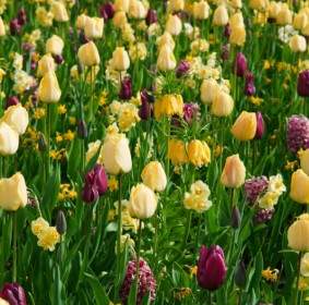 Yellow And Purple Tulips