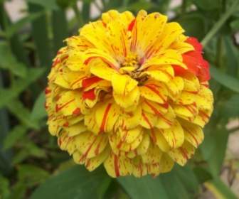 Yellow And Red Flower