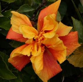 Yellow And Red Hibiscus Bloom