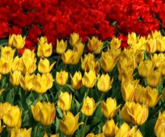 Tulipanes Amarillos Y Rojos