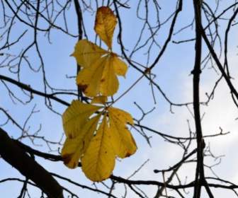Daun-daun Musim Gugur Kuning