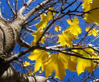 أوراق الخريف الصفراء خلفية الطبيعة الخريف