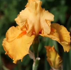 Kuning Bearded Iris