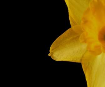 Daffodil Kuning
