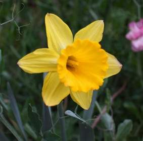 Yellow Daffodil Bloom
