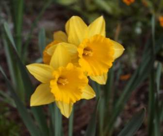 Floraciones De Narciso Amarillas