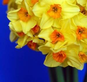 Daffodils Kuning