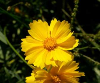 Gelbe Blume
