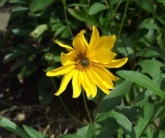 yellow flower bloom