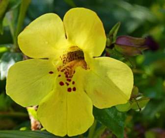yellow flower garden
