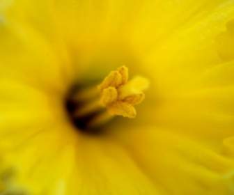 Gelbe Blume-Makro