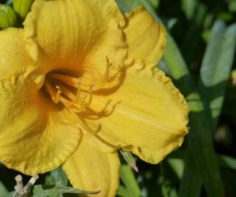 yellow flower nature