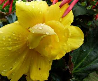 yellow flower rain