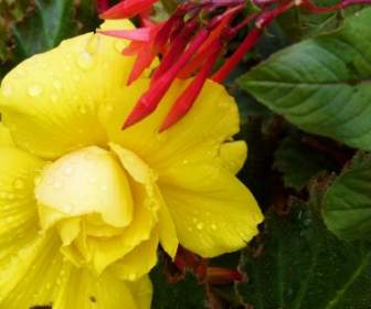 yellow flower raindrops